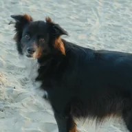 Luna, an Australian Shepherd mix, on a beach.